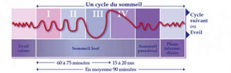 Cycles du sommeil