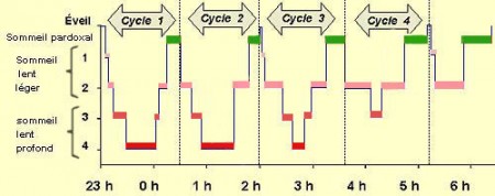 Cycle du sommeil paradoxal