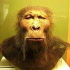 Australopithecus boisei