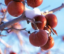 Le cidre de glace à l’honneur