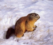 Le jour de la marmotte