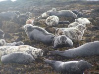 Les Inuits font appel contre l’embargo européen sur le phoque
