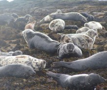 Les Inuits font appel contre l’embargo européen sur le phoque