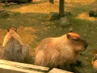 Capybara  – Vidéo
