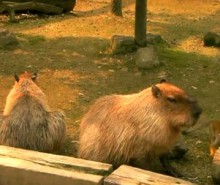 Capybara  – Vidéo