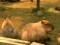 Capybara  – Vidéo