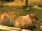 Capybara  – Vidéo