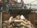 Chine: des porcs morts repêchés du fleuve Huangpu à Shanghai  (Vidéo)