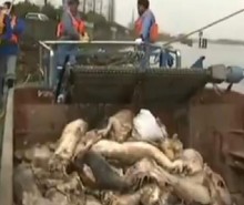 Chine: des porcs morts repêchés du fleuve Huangpu à Shanghai  (Vidéo)