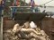 Chine: des porcs morts repêchés du fleuve Huangpu à Shanghai  (Vidéo)