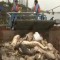 Chine: des porcs morts repêchés du fleuve Huangpu à Shanghai  (Vidéo)