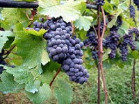 Production vin France Italie tonnes