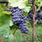 Production vin France Italie tonnes