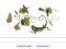 Maria Sibylla Merian : Google décerne un doodle à Maria Sibylla Merian